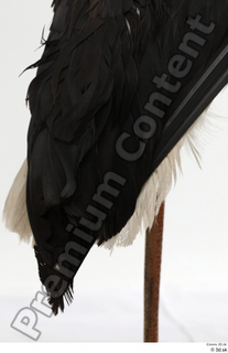 Black stork leg tail 0002.jpg